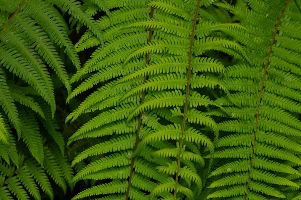 Les jardins, des refuges pour la biodiversité